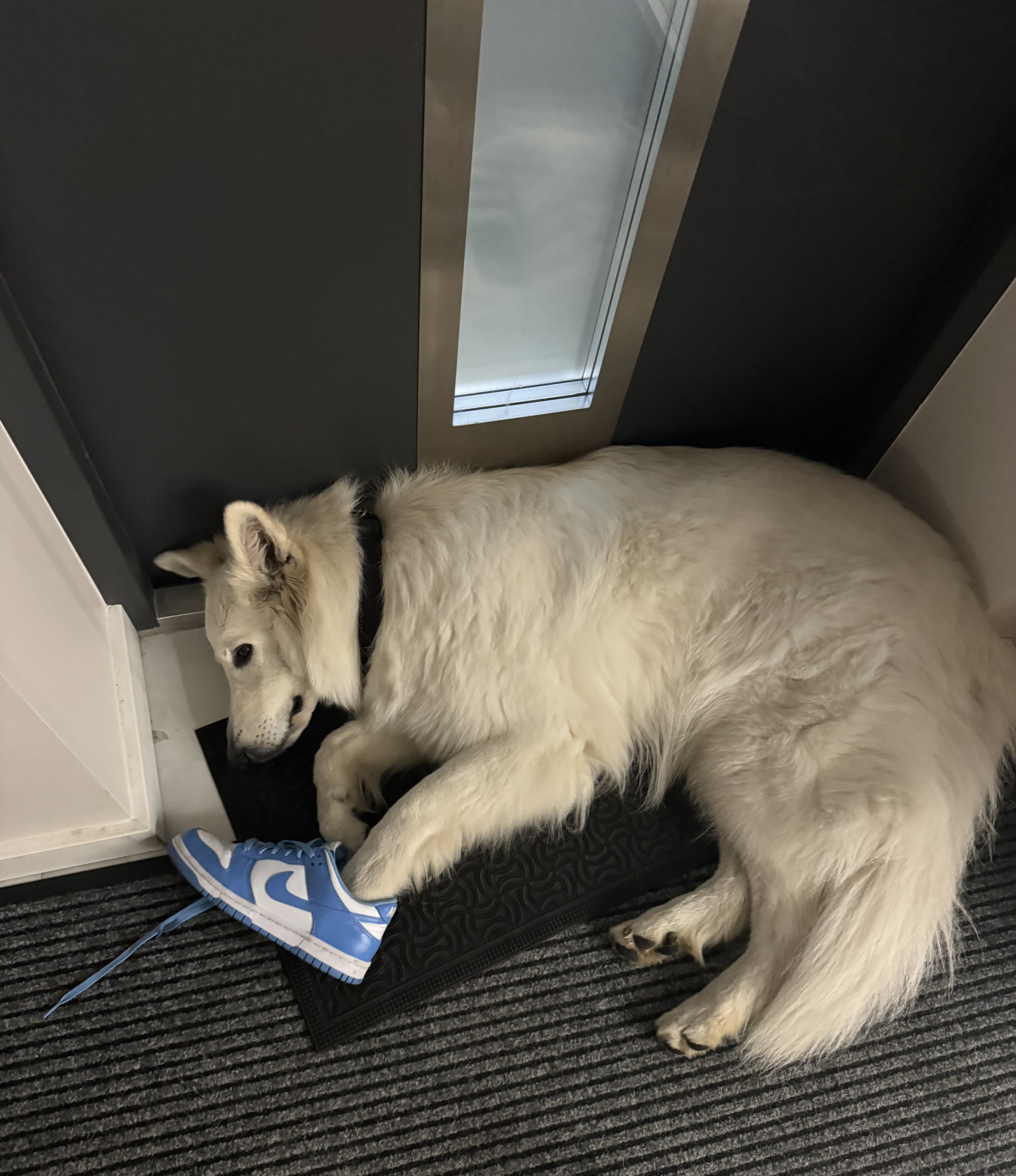 dog with a blue nike sneaker